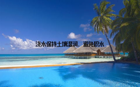 浇水保持土壤湿润, 避免积水