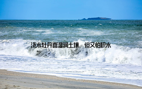 浇水牡丹喜湿润土壤, 但又怕积水
