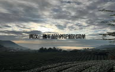 再次, 佛手苗的养护相对简单