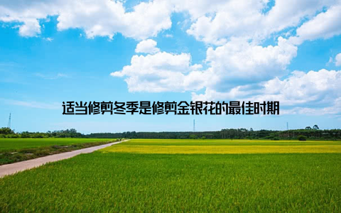 适当修剪冬季是修剪金银花的最佳时期