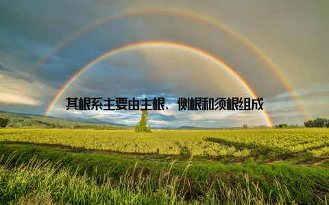 其根系主要由主根、侧根和须根组成