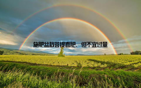 施肥盆栽菩提喜肥, 但不宜过量