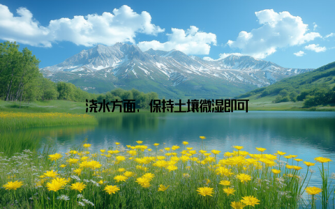 浇水方面, 保持土壤微湿即可