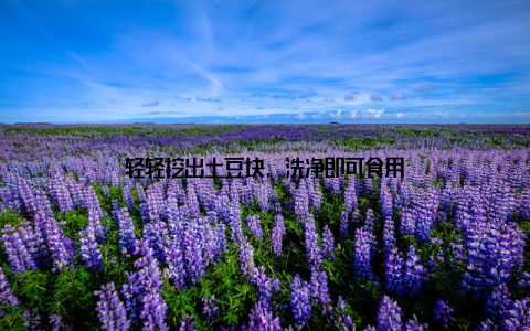 轻轻挖出土豆块, 洗净即可食用