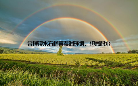 合理浇水石榴喜湿润环境, 但忌积水