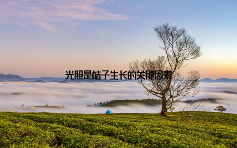 光照是桔子生长的关键因素