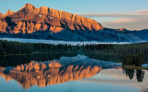 每天至少保证4-6小时的直射光