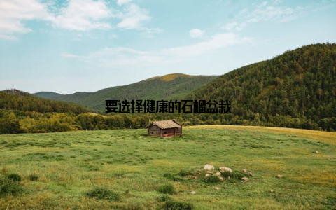 要选择健康的石榴盆栽