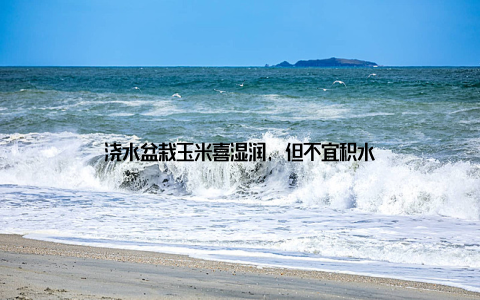 浇水盆栽玉米喜湿润, 但不宜积水