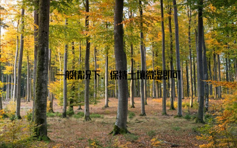 一般情况下, 保持土壤微湿即可