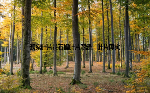 观察叶片花石榴叶片翠绿, 叶片厚实