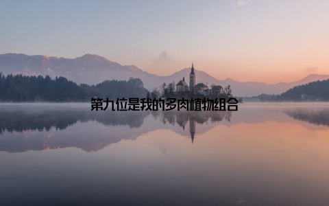 第九位是我的多肉植物组合