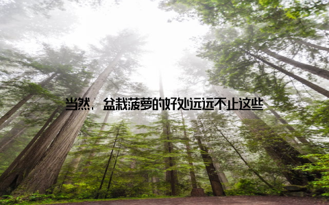 当然, 盆栽菠萝的好处远远不止这些