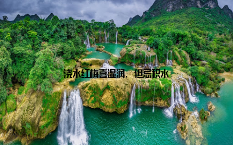 浇水红梅喜湿润, 但忌积水