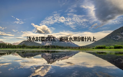 浇水时要均匀, 避免水溅到叶片上