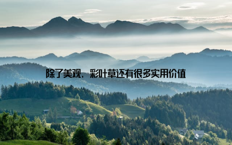 除了美观, 彩叶草还有很多实用价值