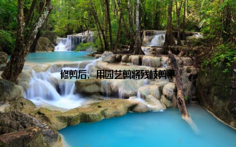 修剪后, 用园艺剪将残枝剪平