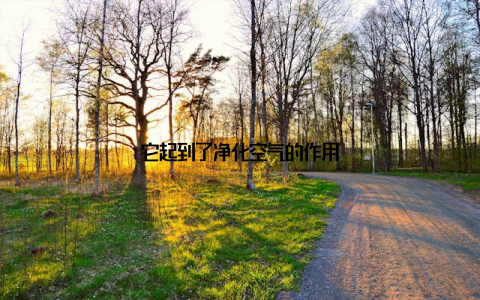 它起到了净化空气的作用