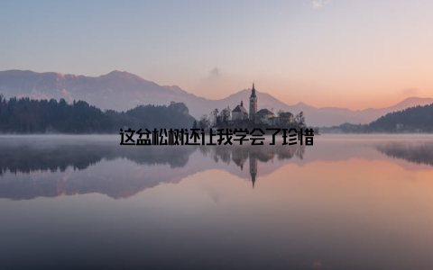 这盆松树还让我学会了珍惜