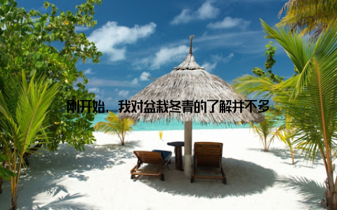 刚开始, 我对盆栽冬青的了解并不多