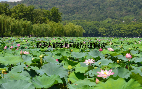 很多人都在询问我养花的秘诀