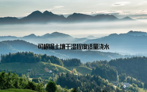 可根据土壤干湿程度适量浇水