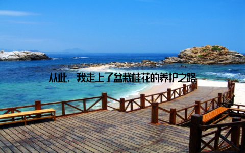 从此, 我走上了盆栽桂花的养护之路