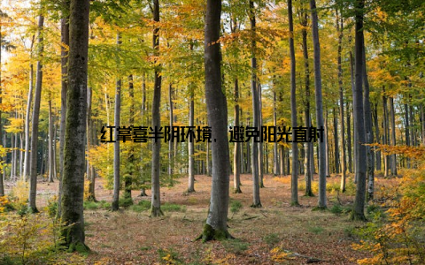 红掌喜半阴环境, 避免阳光直射