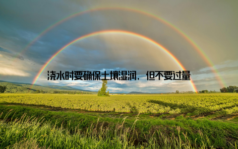 浇水时要确保土壤湿润, 但不要过量