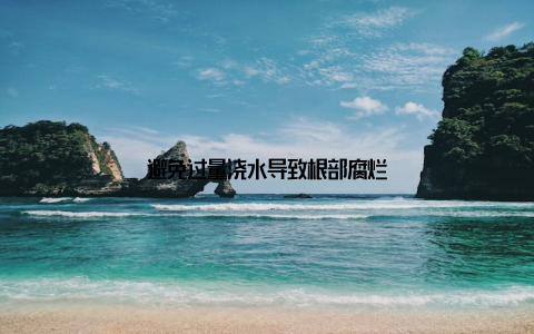 避免过量浇水导致根部腐烂