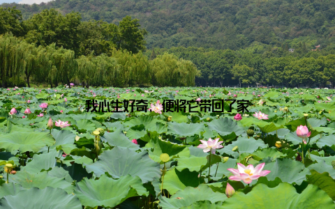 我心生好奇, 便将它带回了家