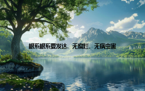 根系根系要发达、无腐烂, 无病虫害