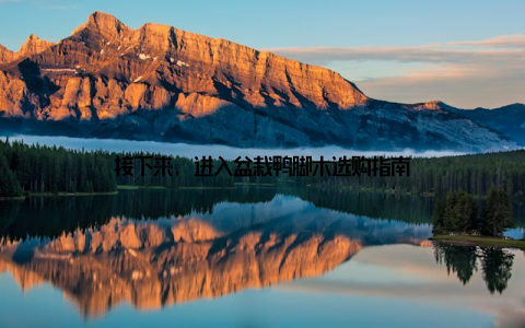 接下来, 进入盆栽鸭脚木选购指南