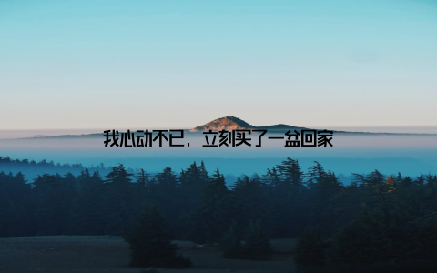 我心动不已, 立刻买了一盆回家