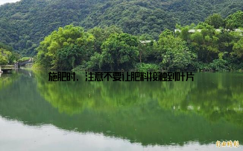 施肥时, 注意不要让肥料接触到叶片