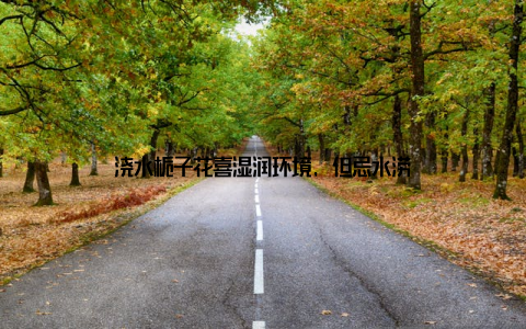 浇水栀子花喜湿润环境, 但忌水涝