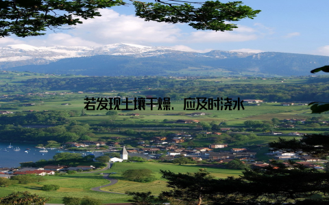 若发现土壤干燥, 应及时浇水