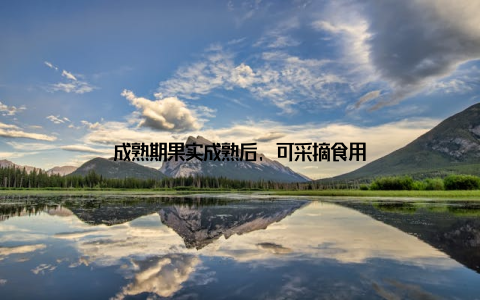 成熟期果实成熟后, 可采摘食用