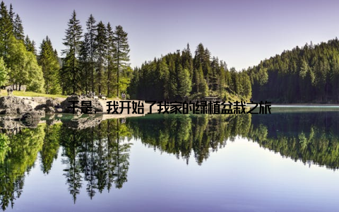 于是, 我开始了我家的绿植盆栽之旅