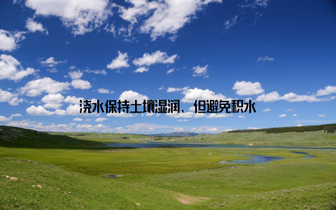 浇水保持土壤湿润, 但避免积水