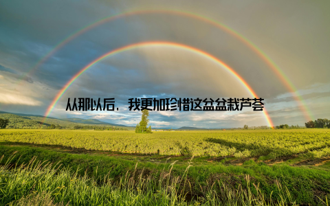 从那以后, 我更加珍惜这盆盆栽芦荟