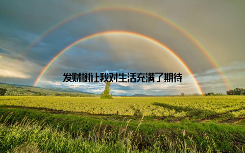 发财树让我对生活充满了期待