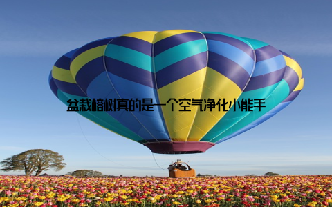 盆栽榕树真的是一个空气净化小能手