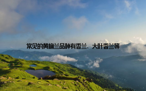 常见的黄桷兰品种有香兰、大叶香兰等
