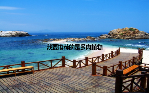 我要推荐的是多肉植物