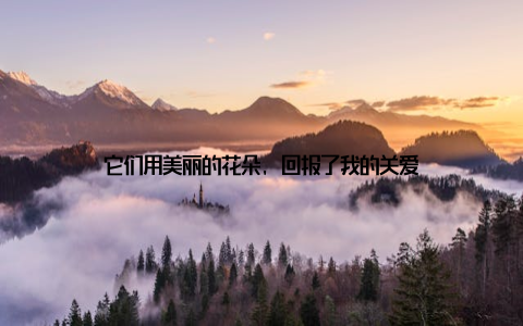 它们用美丽的花朵, 回报了我的关爱