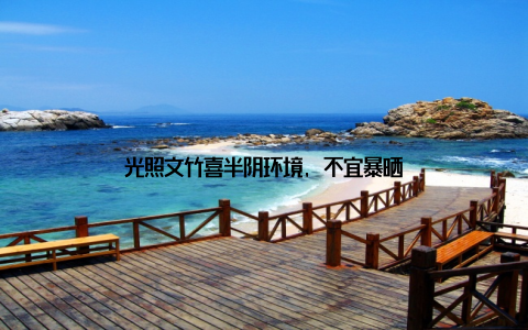 光照文竹喜半阴环境, 不宜暴晒