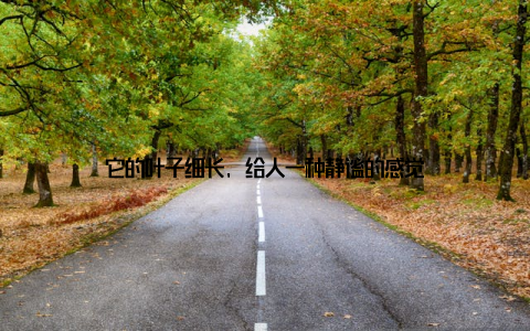 它的叶子细长, 给人一种静谧的感觉