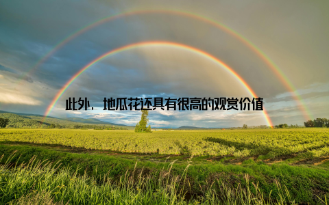 此外, 地瓜花还具有很高的观赏价值