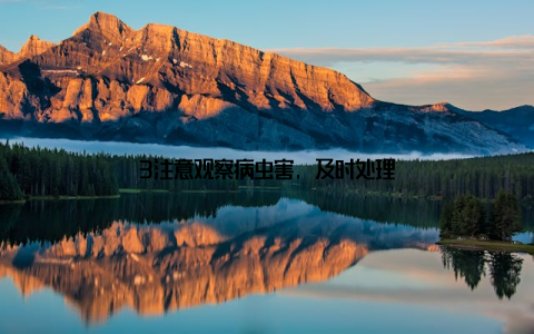 3注意观察病虫害, 及时处理